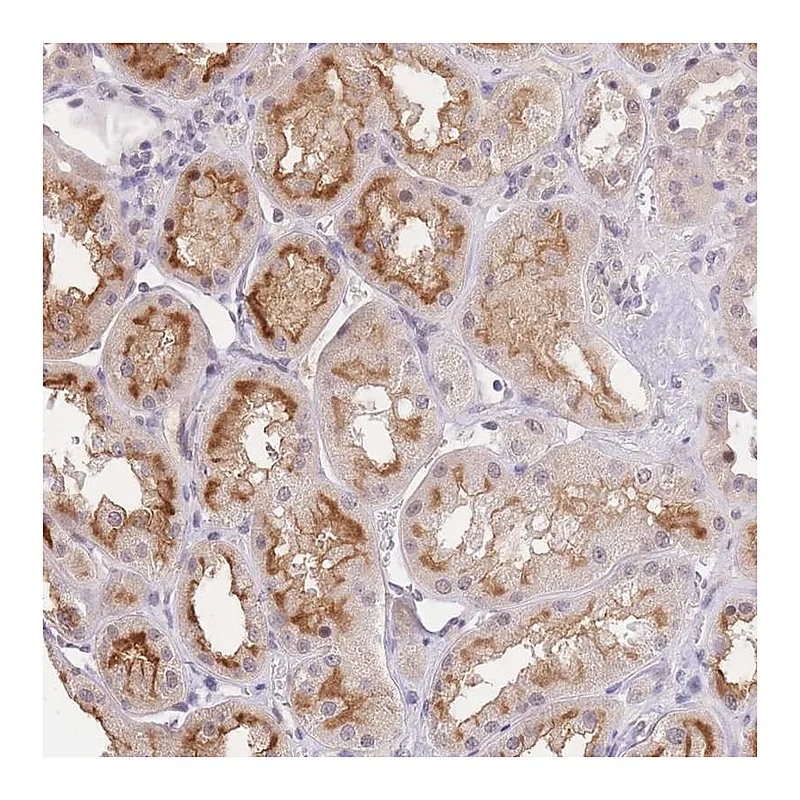 Atlas Antibodies Anti-SLC35F2 Antibody