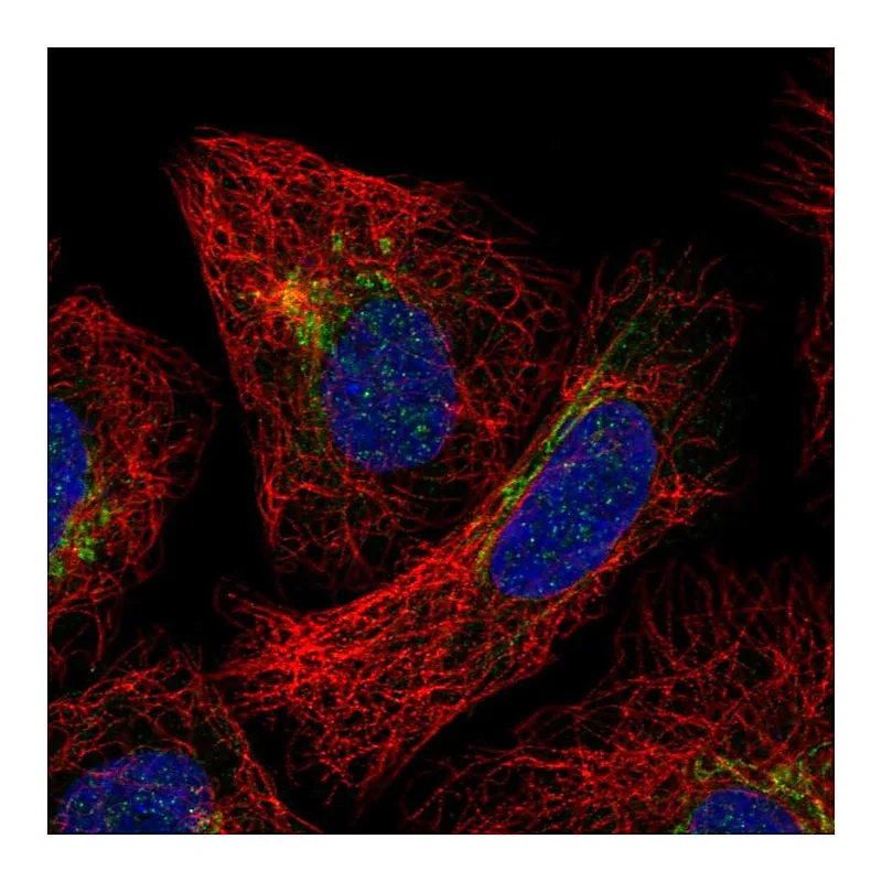 Atlas Antibodies Anti-SLC35F3 Antibody