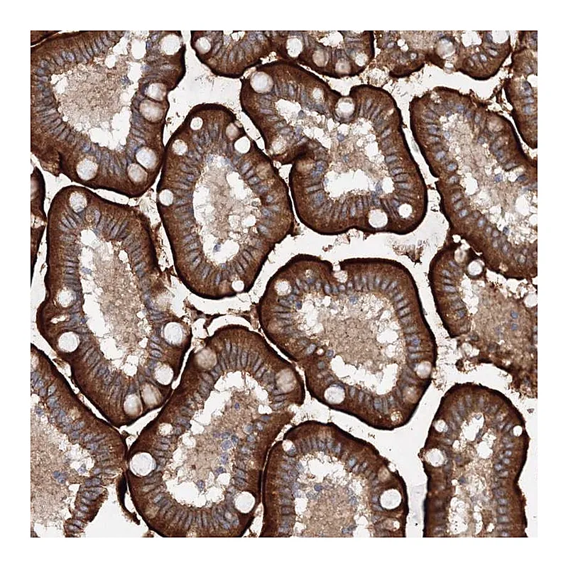 Atlas Antibodies Anti-SLC36A1 Antibody