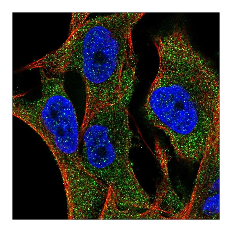Atlas Antibodies Anti-SLC35G2 Antibody