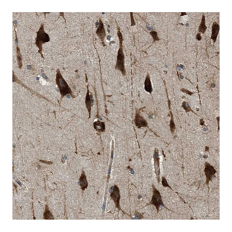 Atlas Antibodies Anti-SLC36A4 Antibody