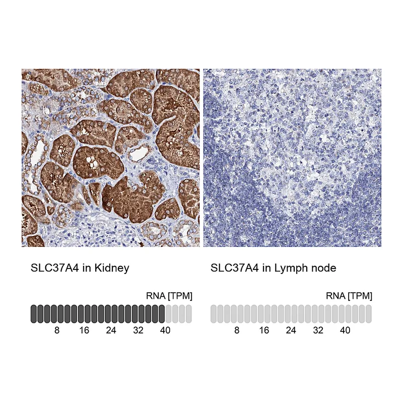 Atlas Antibodies Anti-SLC37A4 Antibody