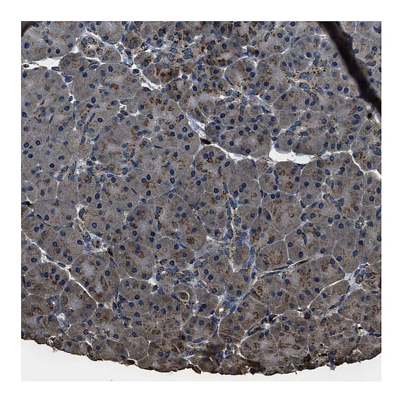 Atlas Antibodies Anti-SLC38A10 Antibody