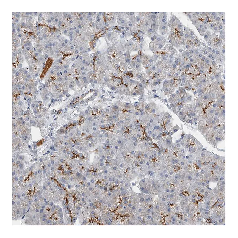 Atlas Antibodies Anti-SLC38A10 Antibody