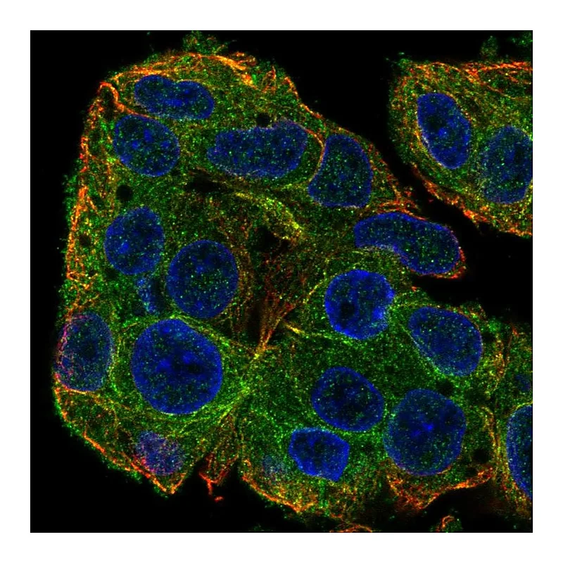 Atlas Antibodies Anti-SLC38A3 Antibody