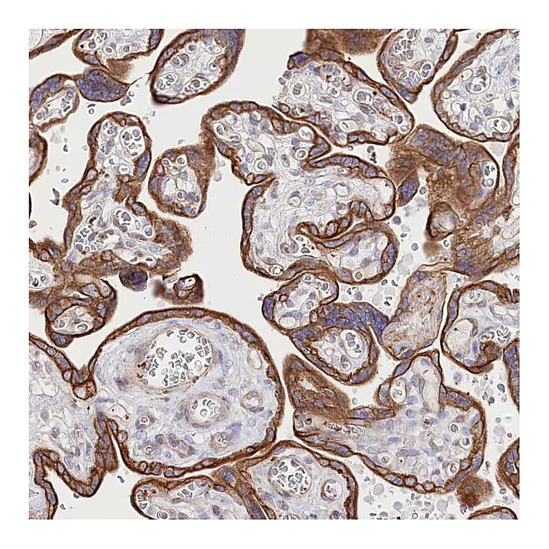 Atlas Antibodies Anti-SLC39A10 Antibody
