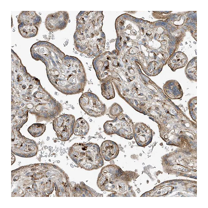 Atlas Antibodies Anti-SLC38A2 Antibody