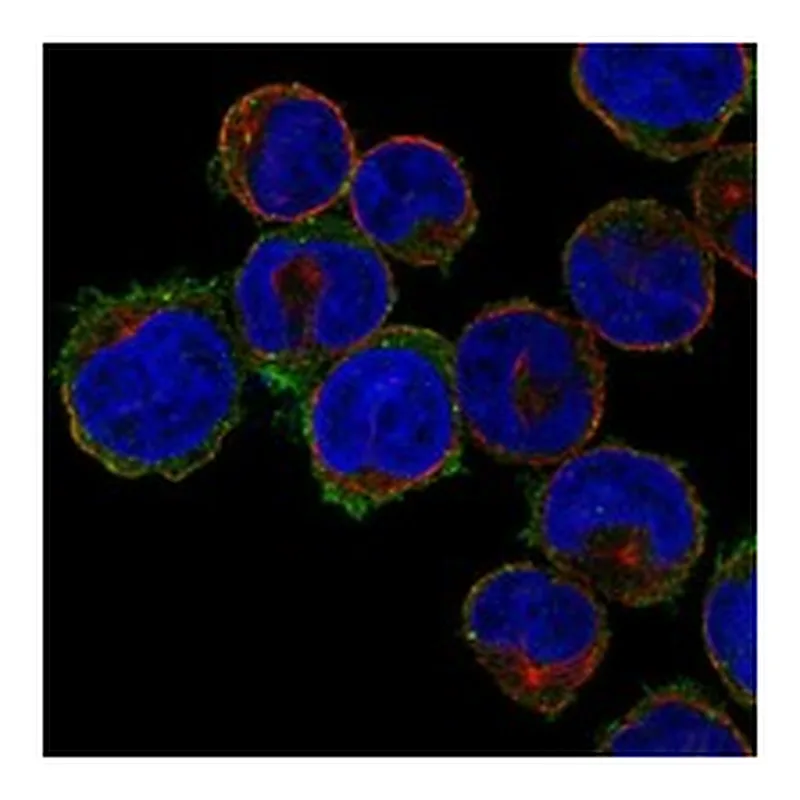 Atlas Antibodies Anti-SLC39A2 Antibody