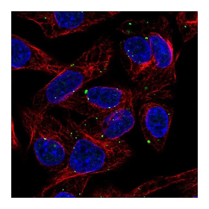 Atlas Antibodies Anti-SLC39A5 Antibody