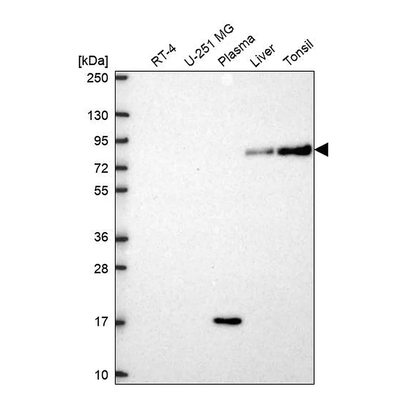 Atlas Antibodies Anti-SLC3A1 Antibody