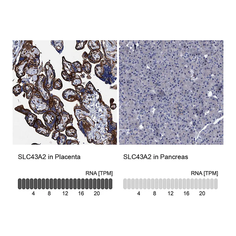 Atlas Antibodies Anti-SLC43A2 Antibody