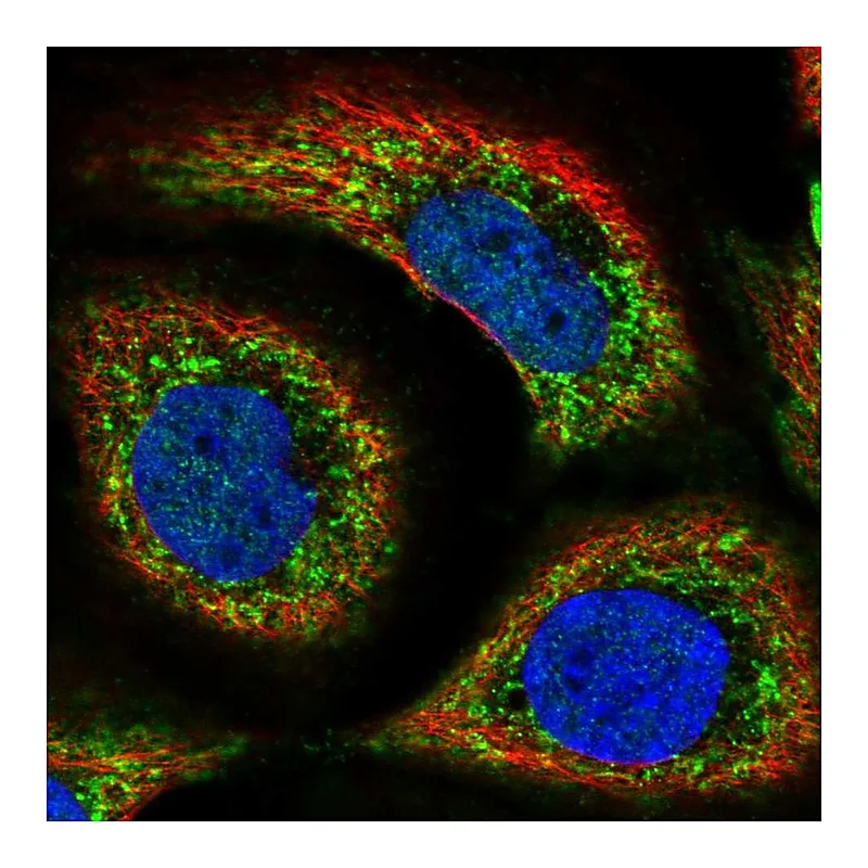Atlas Antibodies Anti-SLC44A1 Antibody