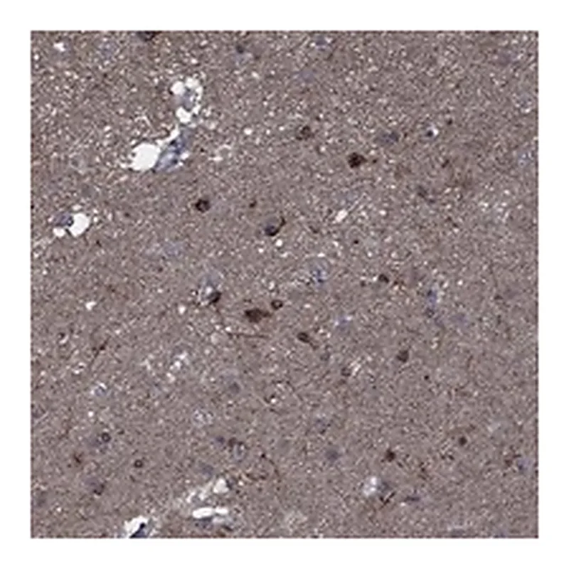 Atlas Antibodies Anti-SLC44A1 Antibody