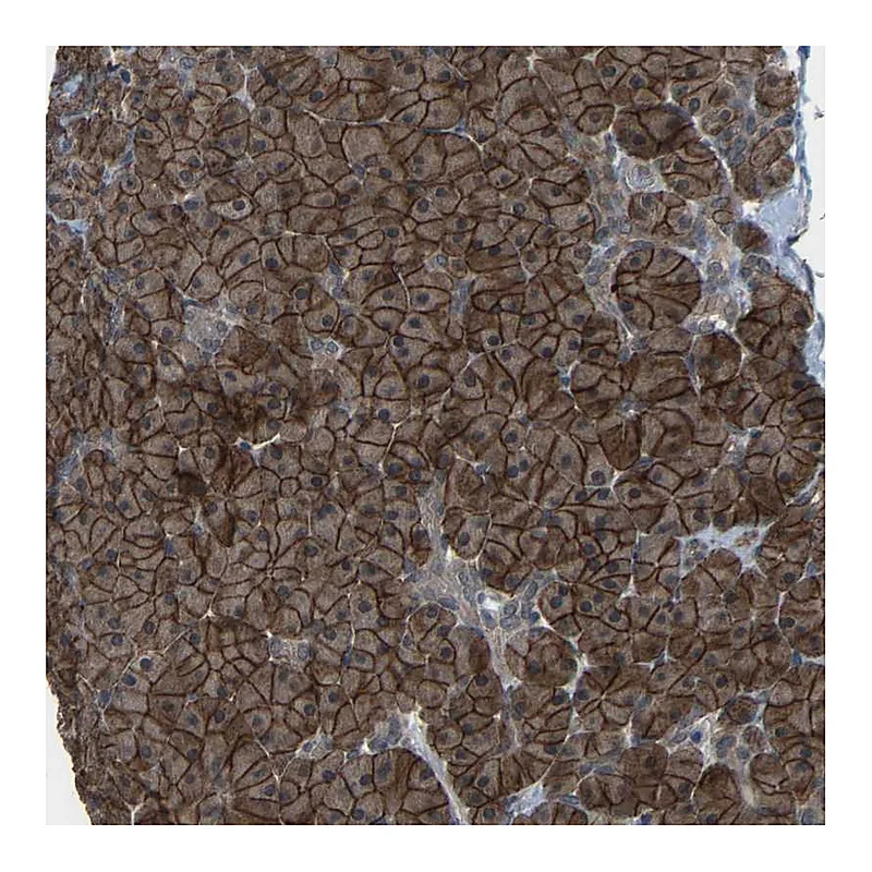 Atlas Antibodies Anti-SLC43A1 Antibody