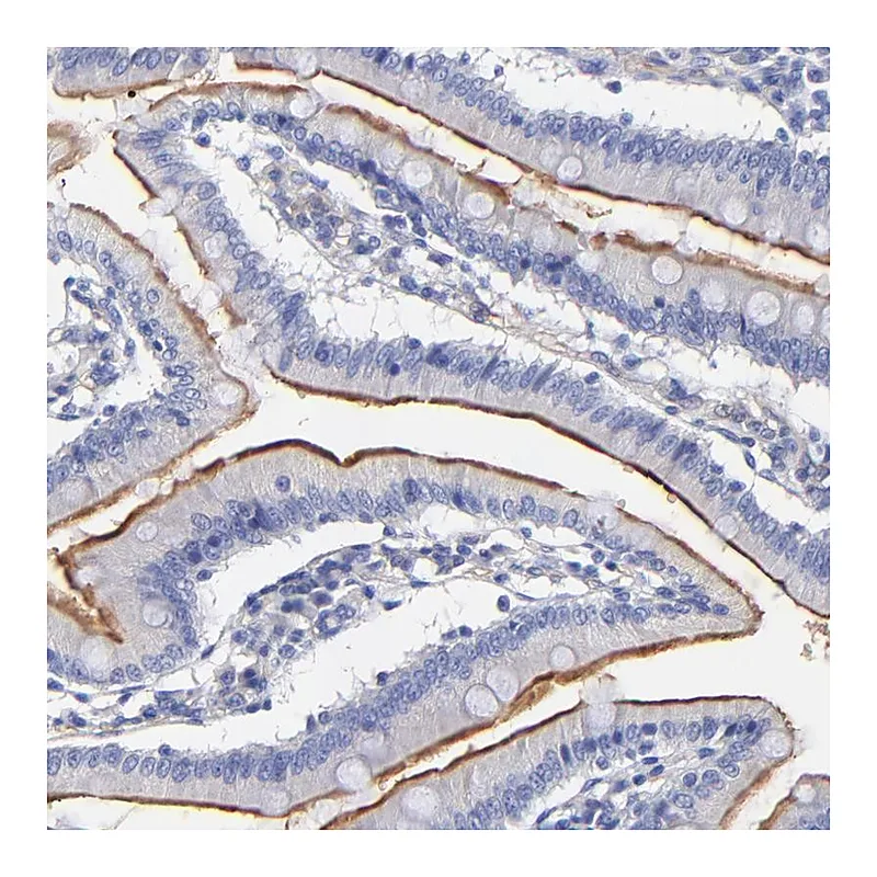 Atlas Antibodies Anti-SLC44A2 Antibody