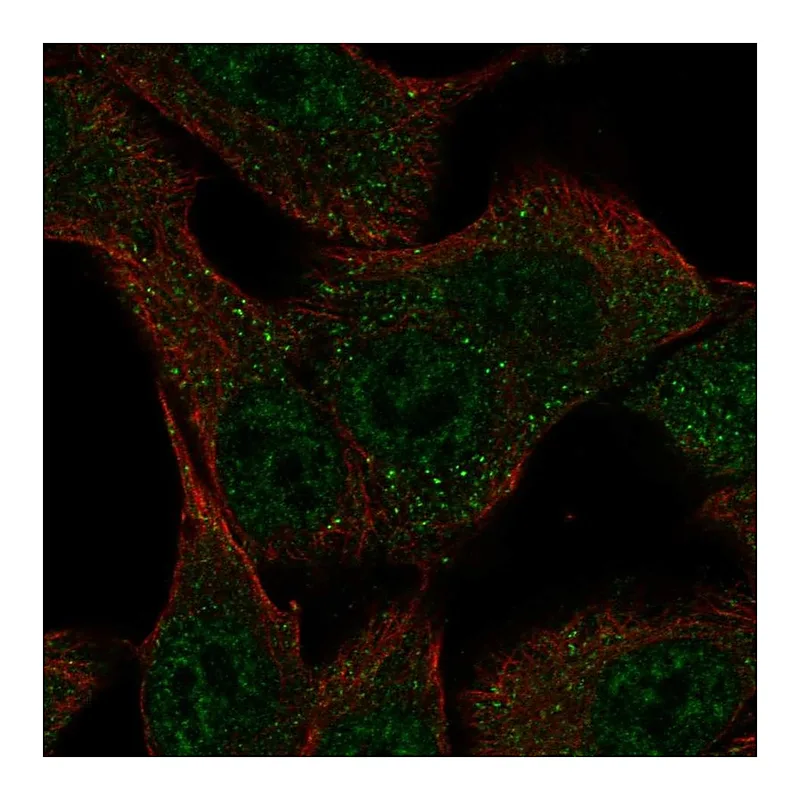 Atlas Antibodies Anti-SLC43A3 Antibody