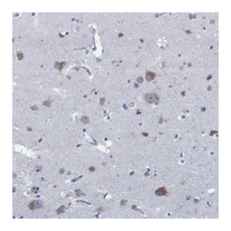 Atlas Antibodies Anti-SLC45A1 Antibody