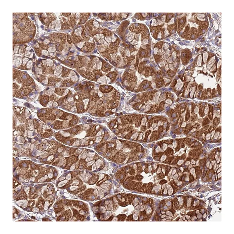 Atlas Antibodies Anti-SLC44A5 Antibody