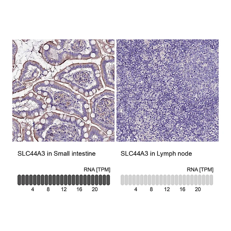 Atlas Antibodies Anti-SLC44A3 Antibody