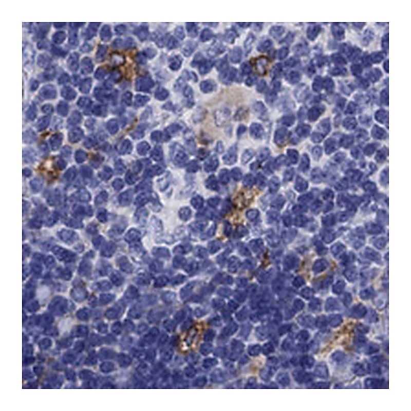 Atlas Antibodies Anti-SLC46A2 Antibody