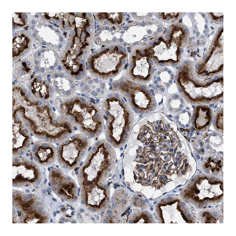 Atlas Antibodies Anti-SLC47A1 Antibody