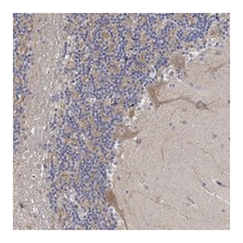 Atlas Antibodies Anti-SLC48A1 Antibody