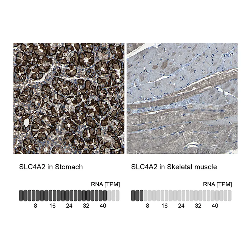 Atlas Antibodies Anti-SLC4A2 Antibody