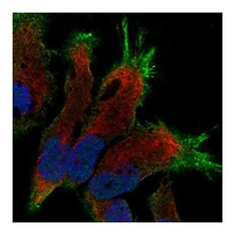 Atlas Antibodies Anti-SLC4A8 Antibody