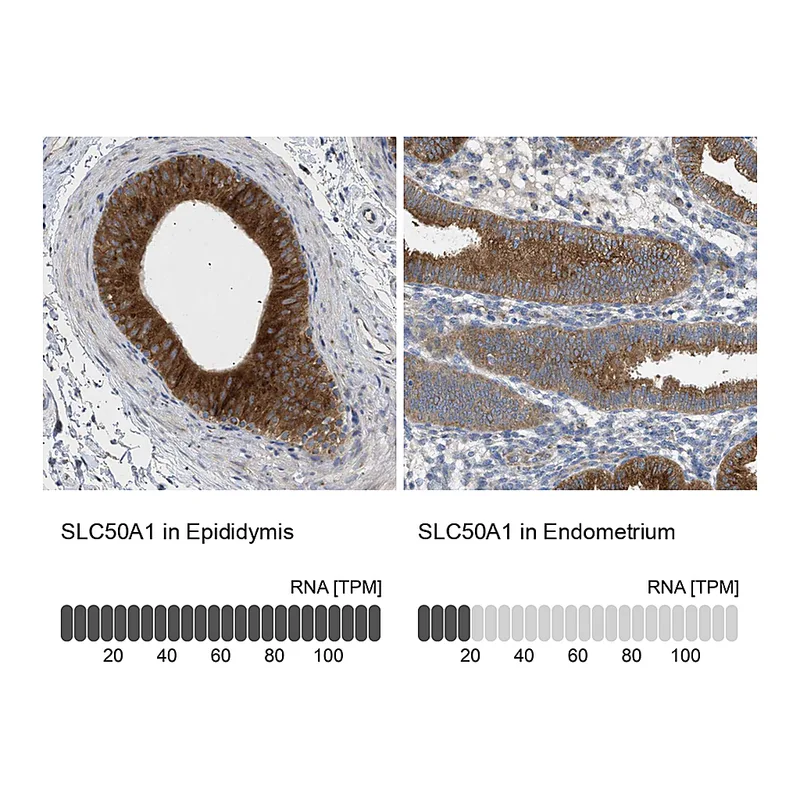 Atlas Antibodies Anti-SLC50A1 Antibody