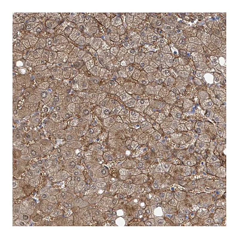 Atlas Antibodies Anti-SLC6A12 Antibody