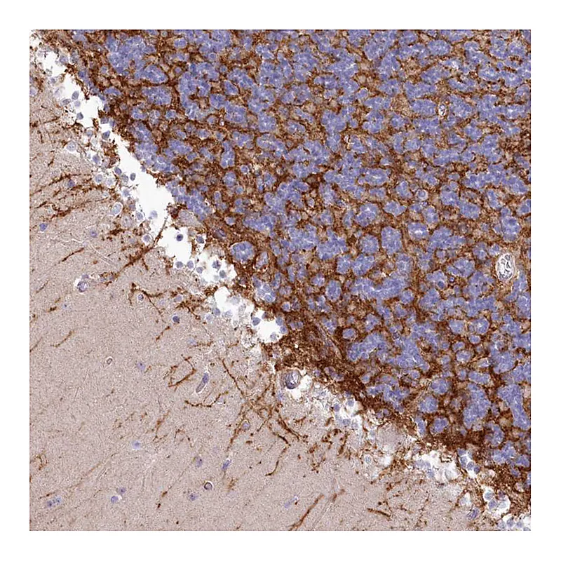 Atlas Antibodies Anti-SLC6A11 Antibody