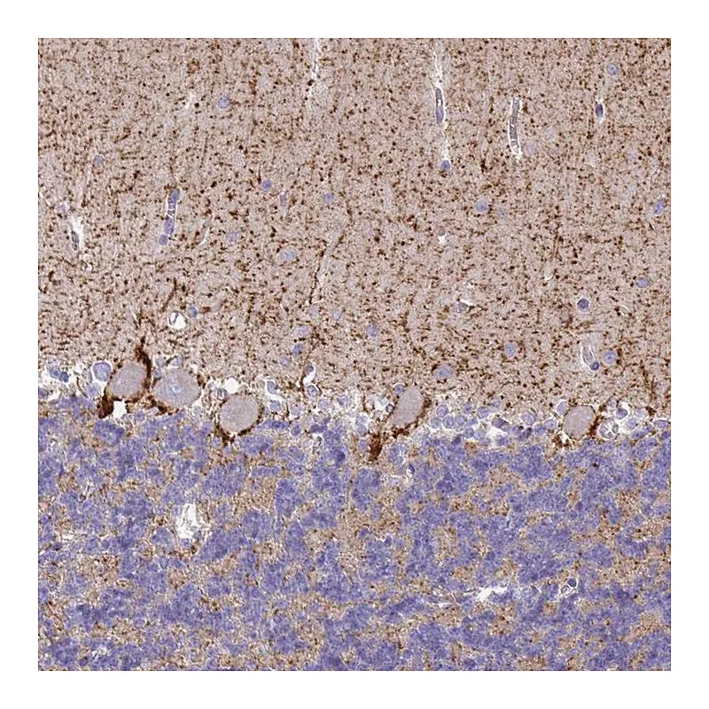 Atlas Antibodies Anti-SLC6A1 Antibody