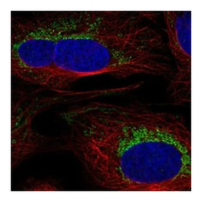 Atlas Antibodies Anti-SLC6A17 Antibody
