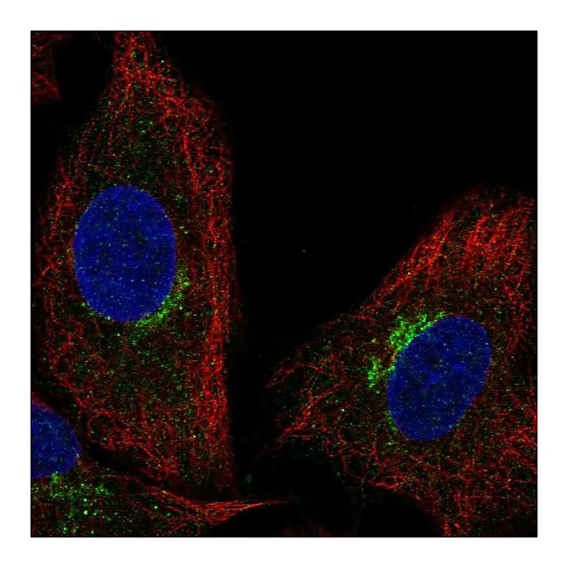 Atlas Antibodies Anti-SLC6A16 Antibody