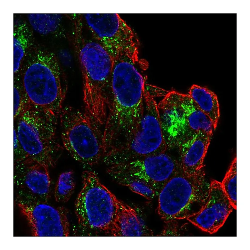 Atlas Antibodies Anti-SLC6A4 Antibody