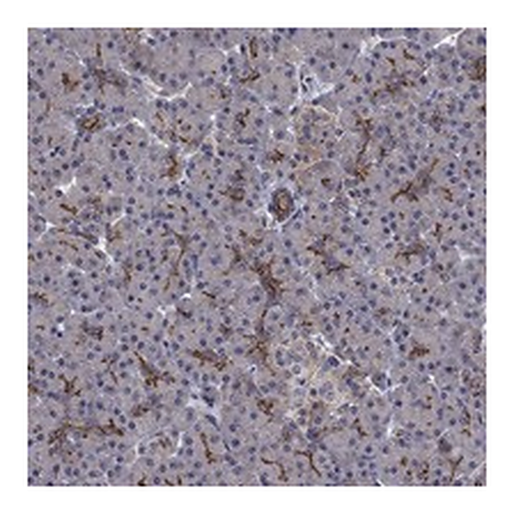 Atlas Antibodies Anti-SLC7A1 Antibody