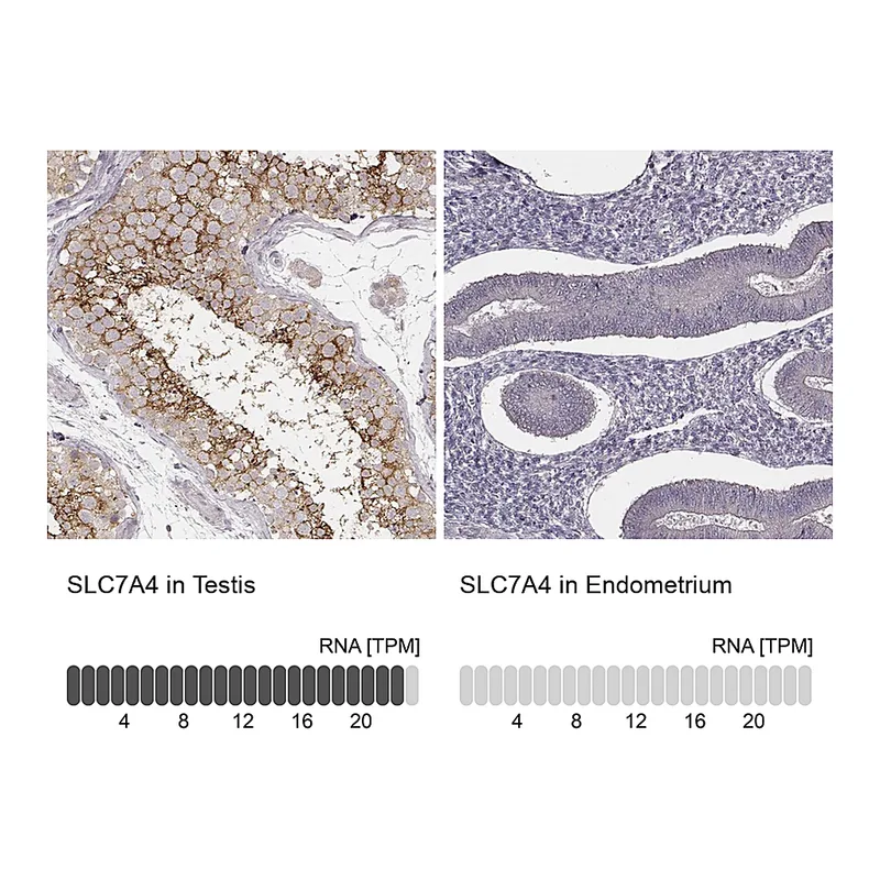 Atlas Antibodies Anti-SLC7A4 Antibody