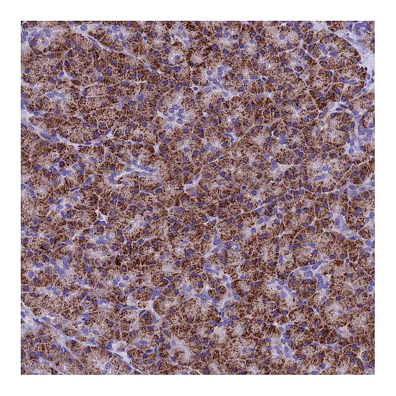 Atlas Antibodies Anti-SLC8B1 Antibody