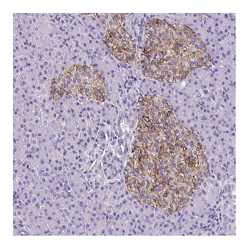 Atlas Antibodies Anti-SLC7A8 Antibody