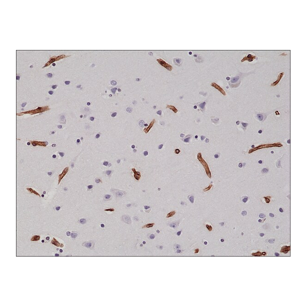 Merck Anti-CD29 antibody, Rabbit Monoclonal