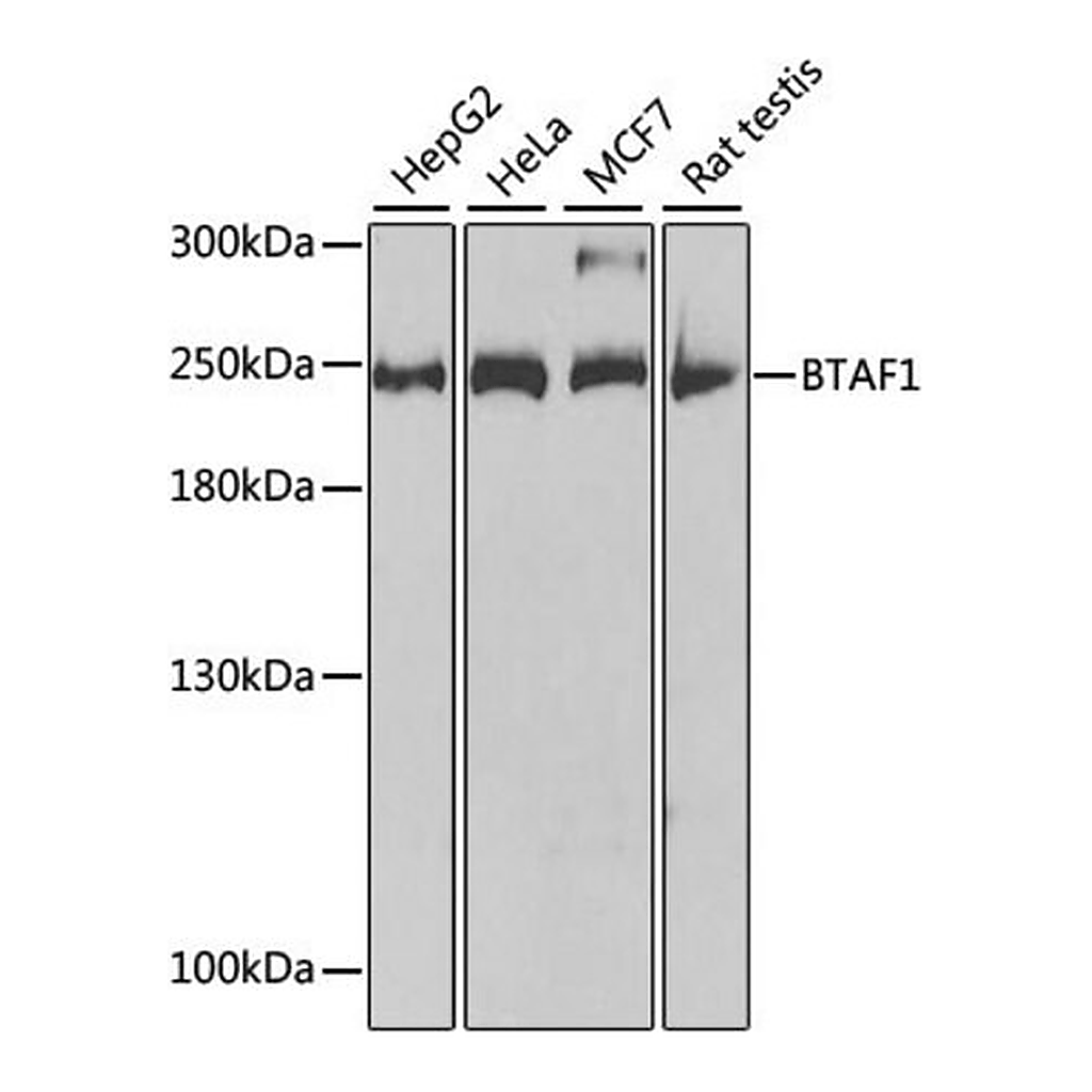 Merck Anti-BTAF1 antibody produced in rabbit