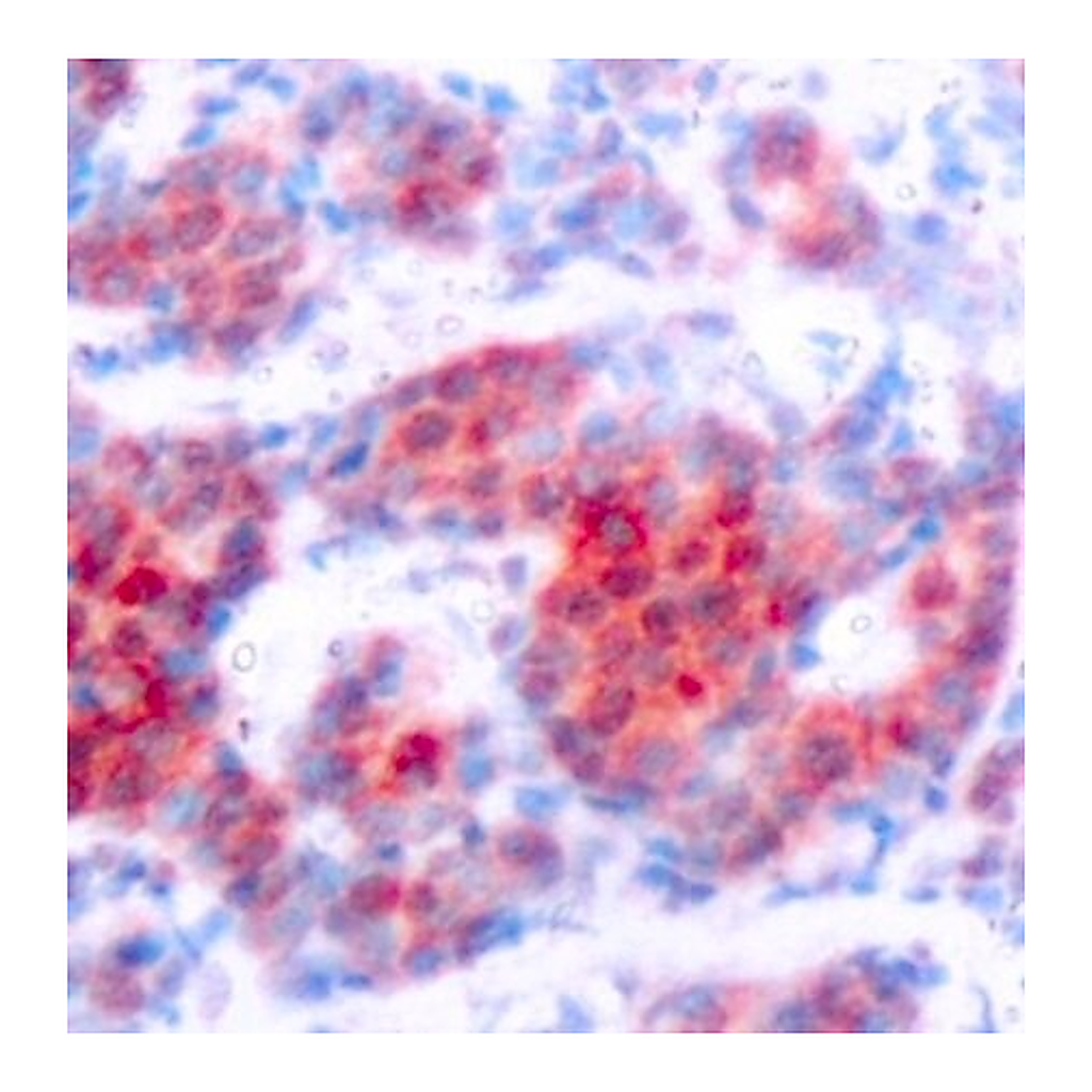 Merck Anti-Phospho-STAT4-Y693 antibody produced in rabbit