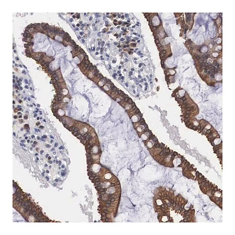 Merck Anti-WDR89 antibody produced in rabbit