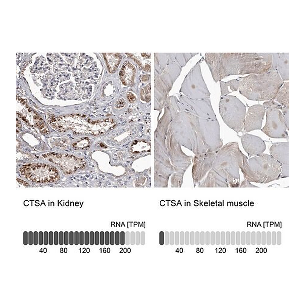 Merck Anti-CTSA antibody produced in rabbit