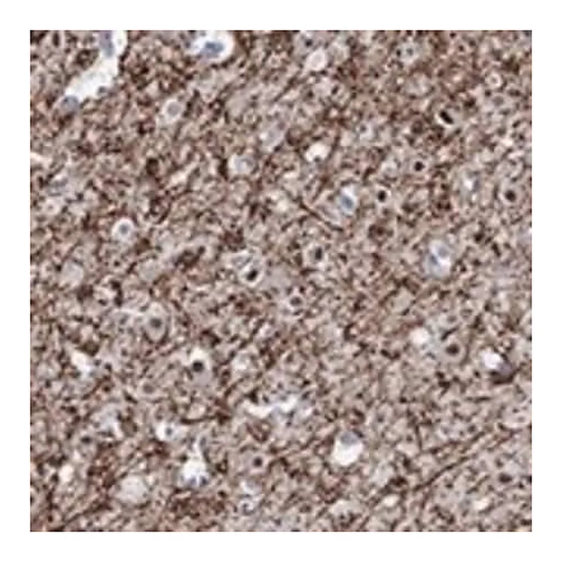 Merck Anti-RIMS1 antibody produced in rabbit