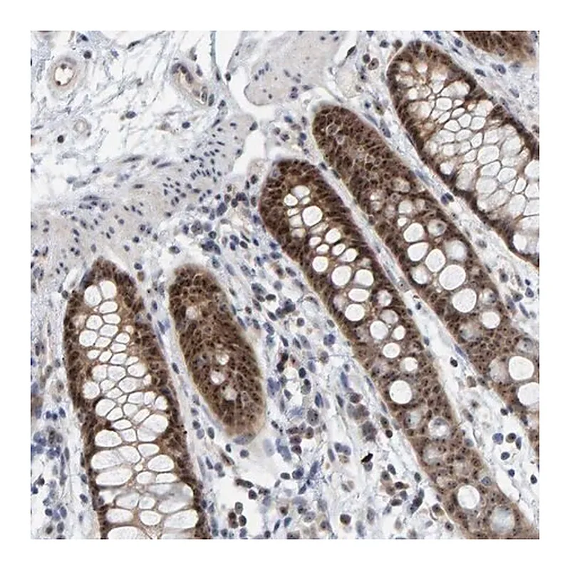 Merck Anti-POLR1E antibody produced in rabbit