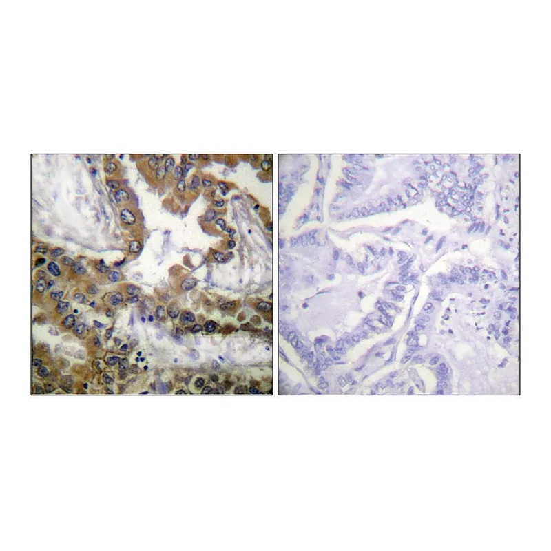 Merck Anti-VEGFR2 antibody produced in rabbit
