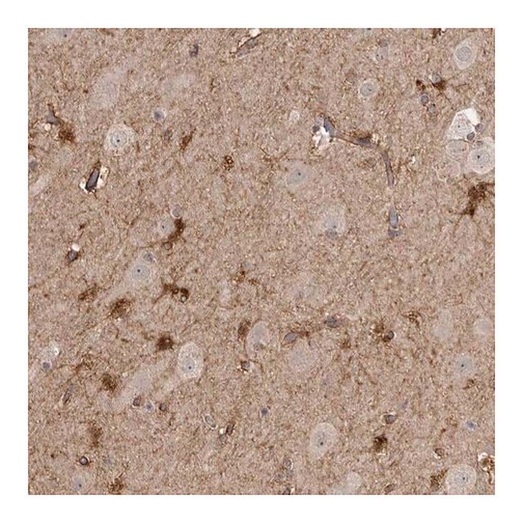Merck Anti-LLGL1 antibody produced in rabbit