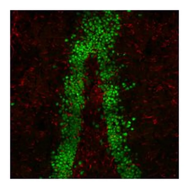 Merck ANTI-MOUSE IGG2B (GAMMA2B), CF555