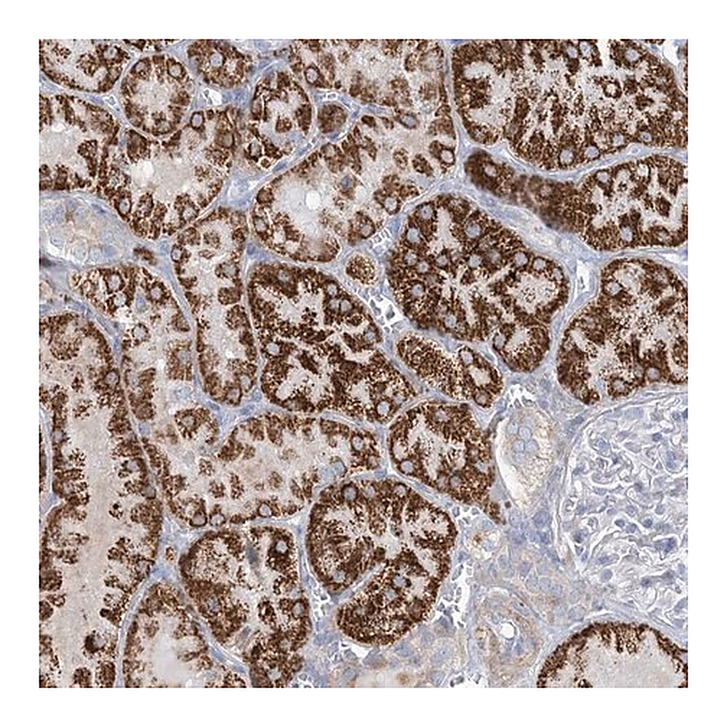 Merck Anti-MOXD1 antibody produced in rabbit